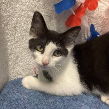 Juniper -  Domestic Short Hair Cat for Adoption in Dublin, Ohio - Juniper | PetCurious