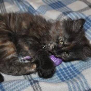 Domestic Short Hair Cats Available for Adoption in Saint Joseph, Missouri - Petal | PetCurious
