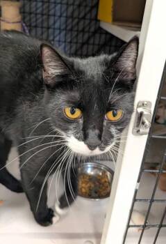 Winnie Harlow -  Domestic Short Hair Cat for Adoption in Neenah, Wisconsin - Winnie Harlow | PetCurious
