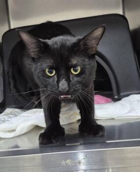 MINX -  Domestic Short Hair Cat for Adoption in Vaughan, Ontario - MINX | PetCurious