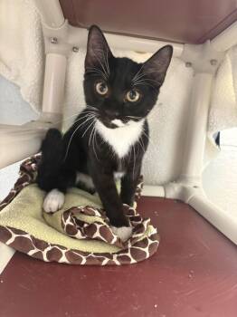 Punchy -  Domestic Short Hair Cat for Adoption in Bowling Green, Ohio - Punchy | PetCurious