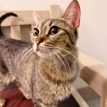 Sundae -  Domestic Short Hair Cat for Adoption in Las Vegas, Nevada - Sundae | PetCurious