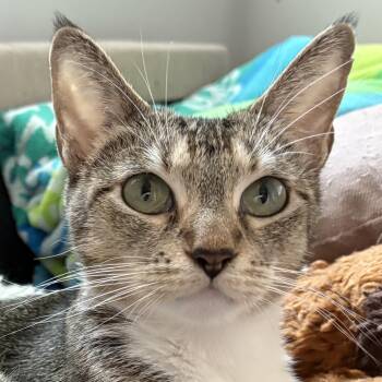 Rescue Tabby Cats for Adoption in Burbank, California - Daisy (A134427) | PetCurious