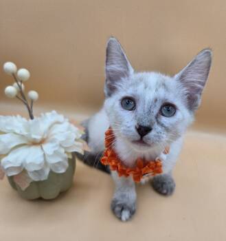 Rumi -  Siamese and Torbie Cat for Adoption in Mobile, Alabama - Rumi | PetCurious