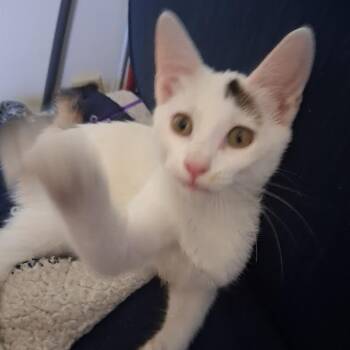 Daisy Erdie -  Domestic Short Hair Cat for Adoption in Morrison, Colorado - Daisy Erdie | PetCurious