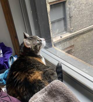 Izzy -  Domestic Short Hair Cat for Adoption in Saint Paul, Minnesota - Izzy | PetCurious