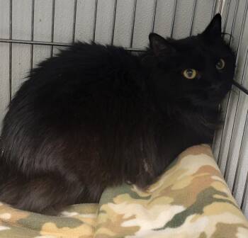 Salem -  Domestic Long Hair Cat for Adoption in Rock Springs, Wyoming - Salem | PetCurious