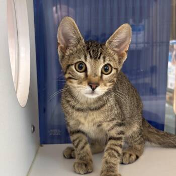 Ed -  Domestic Short Hair Cat for Adoption in League City, Texas - Ed | PetCurious