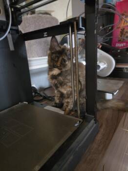 Prozac -  Domestic Short Hair and Domestic Medium Hair Cat for Adoption in Dallas, Texas - Prozac | PetCurious