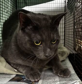 Domestic Short Hair Cats Available for Adoption in Fort Lauderdale, Florida - CREAM | PetCurious