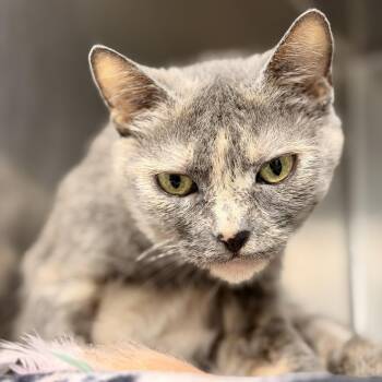 Sheera -  Domestic Short Hair Cat for Adoption in Stafford Township, New Jersey - Sheera | PetCurious