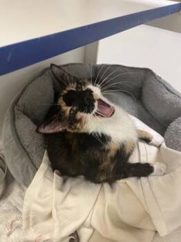 Push Pop -  Domestic Short Hair Cat for Adoption in Vero Beach, Florida - Push Pop | PetCurious