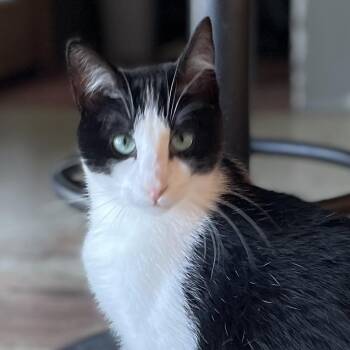 Bowtie -  Domestic Short Hair Cat for Adoption in Liverpool, Texas - Bowtie | PetCurious
