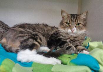 Rescue Tabby Cats for Adoption in Delhi, New York - MABEL | PetCurious