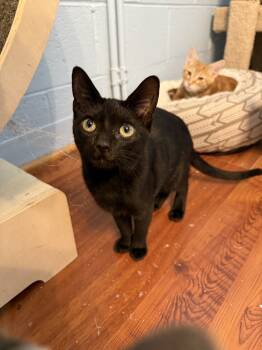 Rescue Domestic Medium Hair Cats for Adoption in West Mifflin, Pennsylvania - Ski | PetCurious