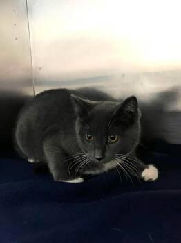 SAXO -  Domestic Short Hair Cat for Adoption in Delson, Quebec - SAXO | PetCurious
