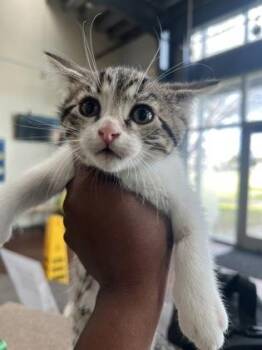 Domestic Short Hair Cats Available for Adoption - Dawdle | PetCurious