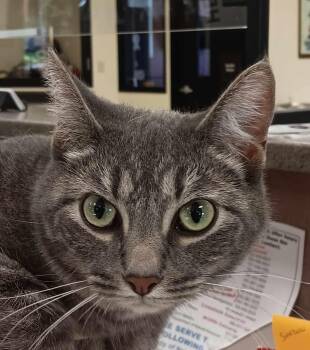 Domestic Short Hair Cats Available for Adoption in New Castle, Indiana - Betty Ann | PetCurious