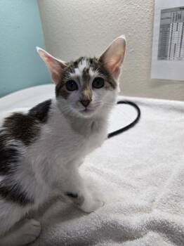 Sushi Rice -  Domestic Short Hair Cat for Adoption in Sherwood, Oregon - Sushi Rice | PetCurious