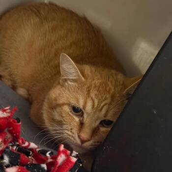 Yellowjacket -  Domestic Short Hair Cat for Adoption in Watertown, New York - Yellowjacket | PetCurious