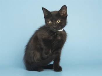 RUBY -  Domestic Short Hair Cat for Adoption in Phoenix, Arizona - RUBY | PetCurious