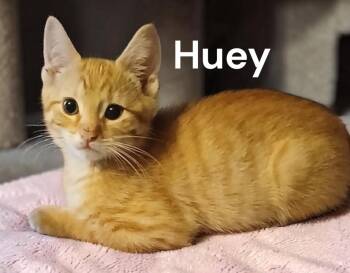 Huey -  Tabby Cat Available for Adoption in Weems, Virginia - Huey | PetCurious