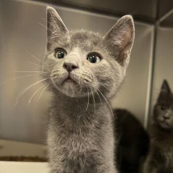 Rory -  Domestic Short Hair Cat for Adoption - Rory | PetCurious