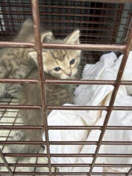 A656656 -  Domestic Short Hair Cat Available for Adoption in Houston, Texas - A656656 | PetCurious