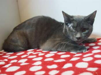 ARGUS -  Domestic Short Hair Cat for Adoption in Sacramento, California - ARGUS | PetCurious