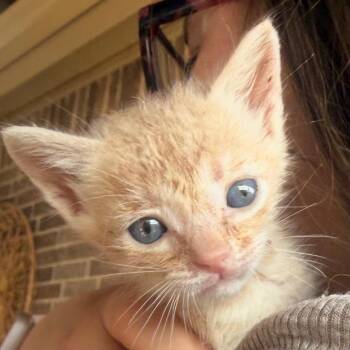 Trevor -  Domestic Short Hair Cat for Adoption in Midland, Texas - Trevor | PetCurious