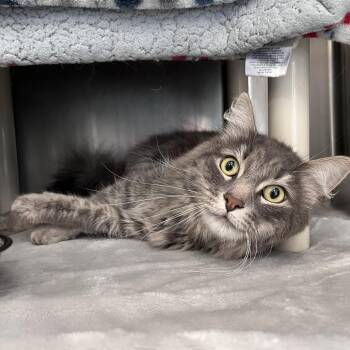 Muffin -  Domestic Long Hair Cat for Adoption in Brockton, Massachusetts - Muffin | PetCurious
