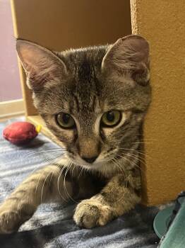 Rescue American Shorthair Cats for Adoption in Austin, Texas - Jubilee | PetCurious