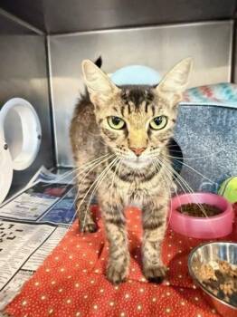 Caesar Salad -  Domestic Short Hair Cat for Adoption in Daytona Beach, Florida - Caesar Salad | PetCurious