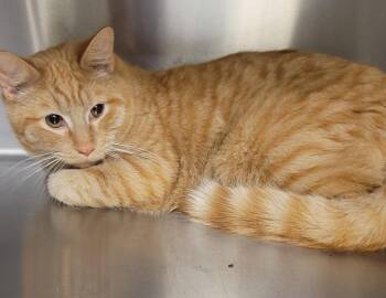 Domestic Short Hair Cats Available for Adoption - Cartman | PetCurious