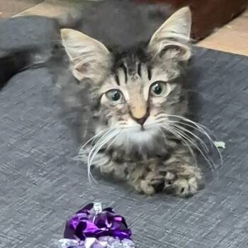 Masie Hunt -  Domestic Short Hair Cat for Adoption in Morrison, Colorado - Masie Hunt | PetCurious
