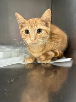 Garfield -  Domestic Short Hair Cat for Adoption in Morgantown, Kentucky - Garfield | PetCurious
