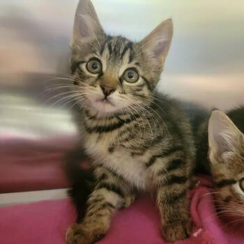 Buldak -  Domestic Short Hair Cat for Adoption in Columbia, Missouri - Buldak | PetCurious