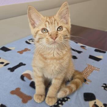 RJ -  Tabby Cat for Adoption in Marshfield, Wisconsin - RJ | PetCurious