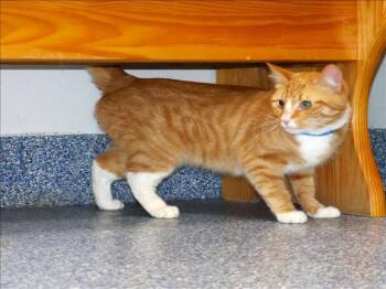 Domestic Short Hair Cats Available for Adoption - CROOKSHANKS | PetCurious