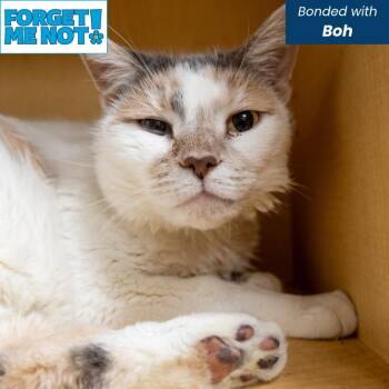 Chicken Biscuit -  Domestic Short Hair Cat for Adoption in Baltimore, Maryland - Chicken Biscuit | PetCurious