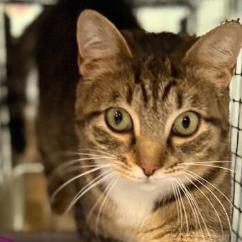 Domestic Short Hair Cats Available for Adoption in New York, New York - Wandela N. - Sweet, Friendly, And Ready For Home | PetCurious