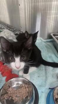 Muppet (green collar) -  Domestic Short Hair Cat for Adoption in Schenectady, New York - Muppet (green Collar) | PetCurious