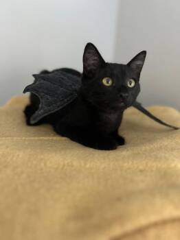 Aelia -  Domestic Short Hair Cat for Adoption in Burnaby, British Columbia - Aelia | PetCurious
