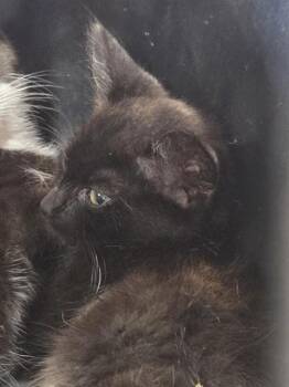 EDDIE LEE WINSLOW -  Domestic Short Hair Cat for Adoption in Louisville, Kentucky - EDDIE LEE WINSLOW | PetCurious