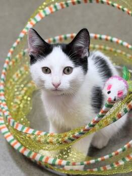 Bowie -  Tuxedo Cat for Adoption in Honeoye, New York - Bowie | PetCurious