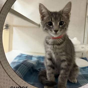 Sugar -  Domestic Short Hair Cat for Adoption in Buffalo, Minnesota - Sugar | PetCurious