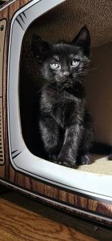 TIMBIT HORTON -  Domestic Short Hair Cat for Adoption in Colorado Springs, Colorado - TIMBIT HORTON | PetCurious