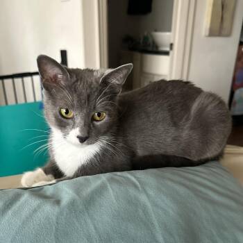 Domestic Short Hair Cats Available for Adoption in Houston, Texas - Linda | PetCurious