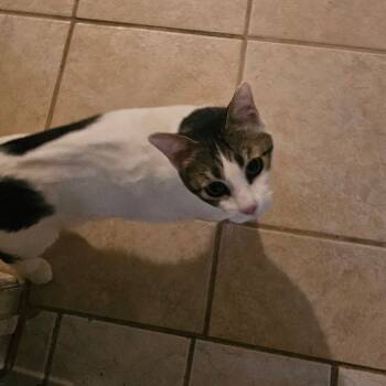 Rescue Domestic Short Hair Cats for Adoption in Midland, Texas - Mark | PetCurious