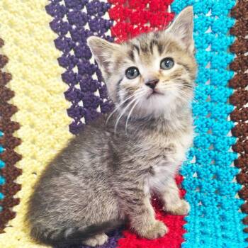Velma -  Domestic Short Hair Cat Available for Adoption in Mt. Juliet, Tennessee - Velma | PetCurious